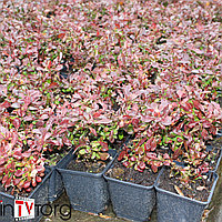 Барбарис Тунберга "Atropurpurea Nana" (Berberis thunbergii) С5