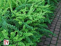 Барбарис Тунберга "Green Carpet" (Berberis thunbergii) C5