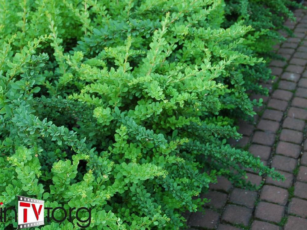 Барбарис Тунберга "Green Carpet" (Berberis thunbergii) C5 - фото 1 - id-p73557783