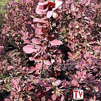 Барбарис Тунберга "Red Pilar" (Berberis thunbergii) C5