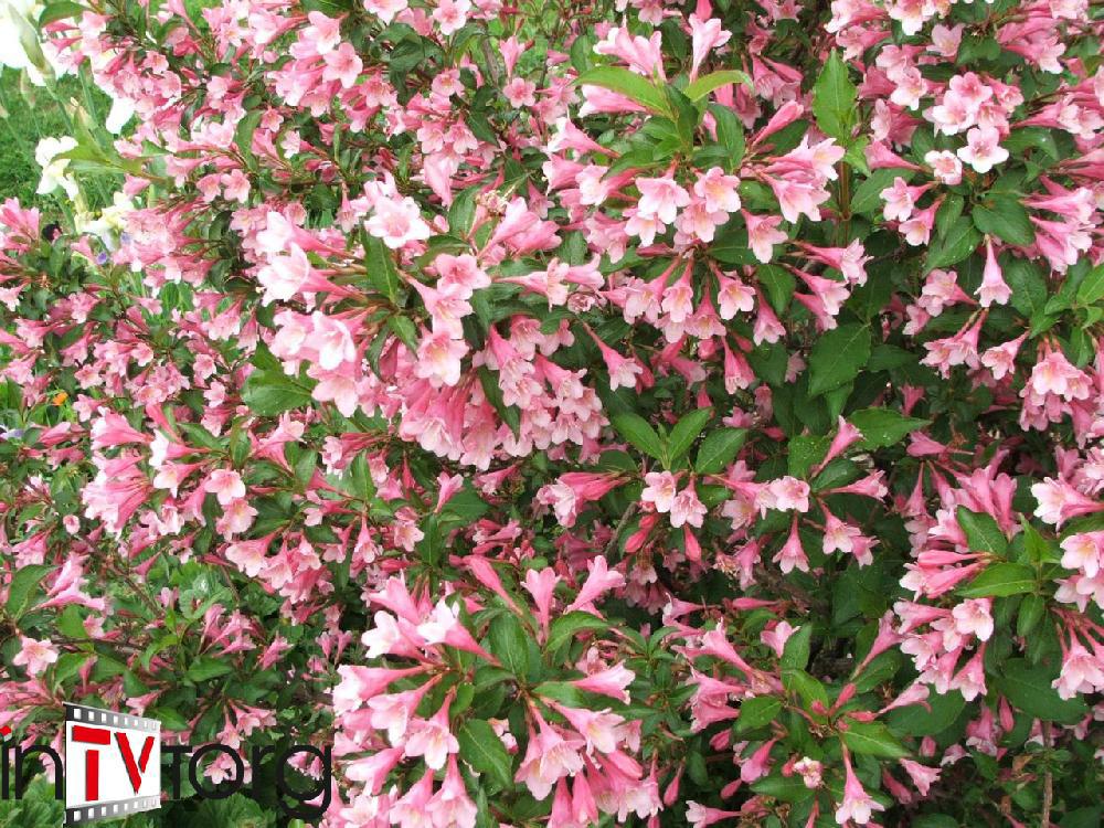 Вейгела цветущая (Weigela florida) C7,5 - фото 1 - id-p73557802