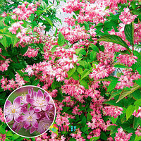 Дейция гибридная "Strawberry Fields" (Deutzia x hybrida) С5