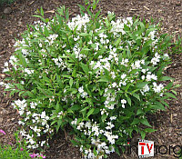 Дейция изящная (Deutzia gracilis) C5