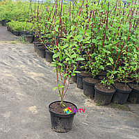 Дерен белый "Sibirica" (Cornus alba) С3