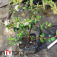 Кизильник гибридный "Coral Beauty" (Cotoneaster x suecicus) С3