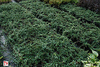 Кизильник Даммера "Eichholz" (Cotoneaster radicans) C2