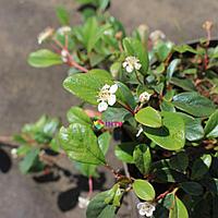 Кизильник Даммера "Major" (Cotoneaster radicans) С5