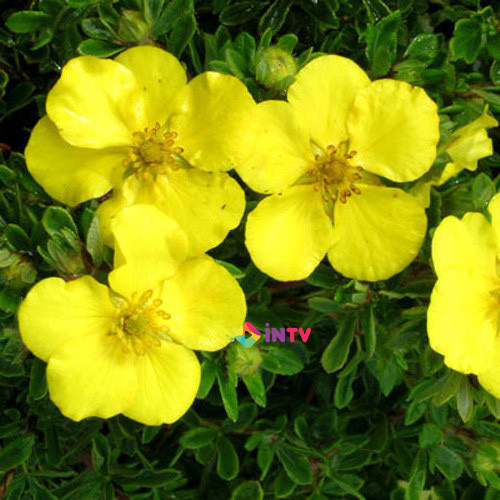 Лапчатка кустарниковая "Goldstar" (Potentilla fruticosa) C3 - фото 1 - id-p73557816