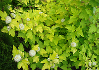 Пузыреплодник калинолистный "Luteus" (Physocarpus opulifolius) C5