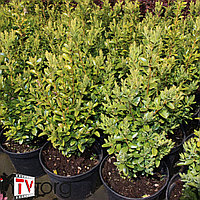 Самшит вечнозеленый (Buxus sempervirens) C2