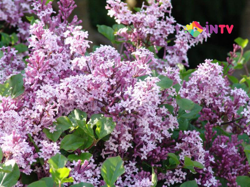 Сирень Мейера "Palibin" (Syringa meyeri) С5 - фото 1 - id-p73557826