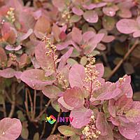 Скумпия кожевенная "Royal Purle"(Cotinus coggygria) C2