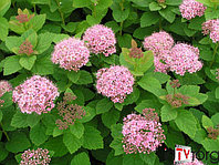 Спирея густоцветковая (Spiraea densiflora) C5