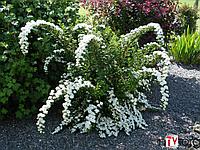 Спирея ниппонская "Snowmound" (Spireea nipponica) C5