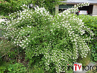 Чубушник "Erectus" (Philadelphus) C5