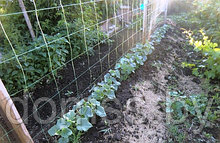 Сетка шпалерная Ф-170/2/500 для выращивания огурцов и помидоров рулон 2*500м.